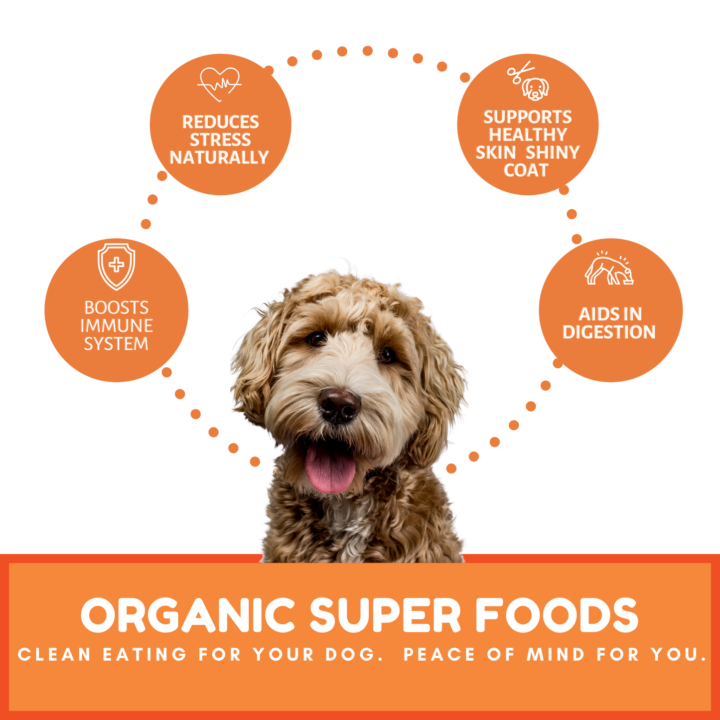 Gourmet Vegan Organic Dog Treats Assortment by Dog Mamma
