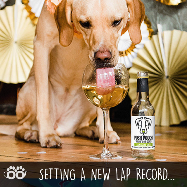 Canine Celebration Non-Alcoholic Wine Gift Set