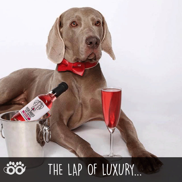 Canine Celebration Non-Alcoholic Wine Gift Set